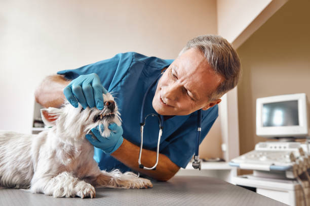 Best Emergency Tooth Extraction in Tama, IA